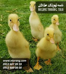 جوجه اردک یک ماهه